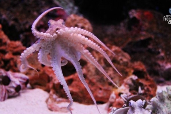 Kraken 18at зеркало