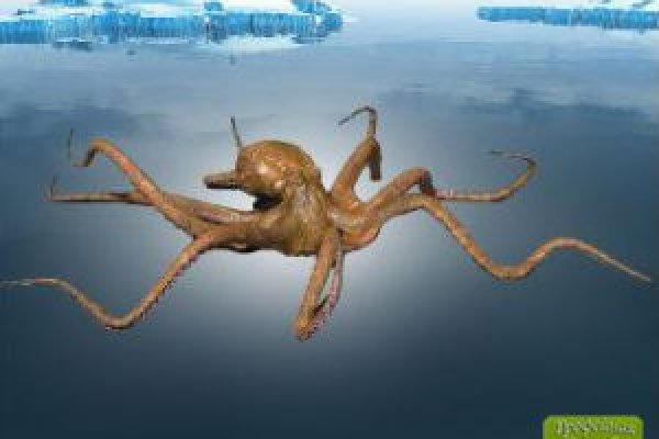 Kraken darknet sliv php